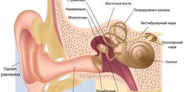 Микоплазмоз урогенитальный